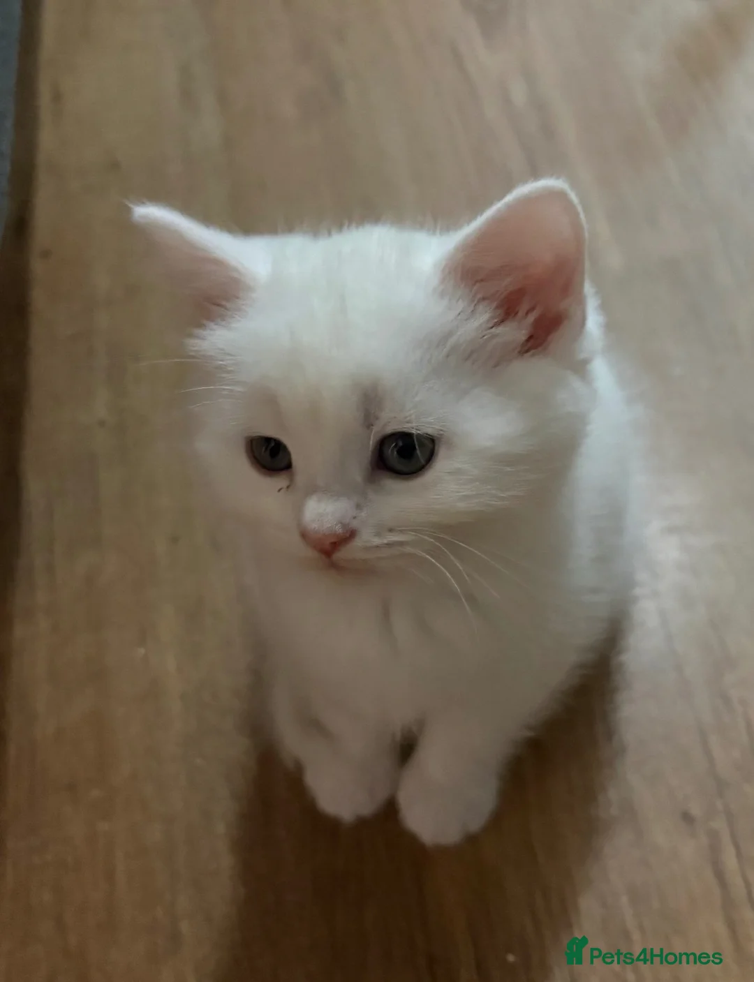 Mixed Breed cats for sale: Phillis beautiful white kitten  - Advert 3