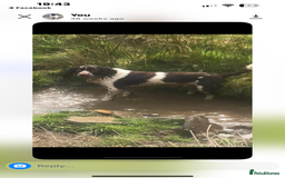English Springer Spaniel dogs for sale: Kc reg health tested  - Image 15