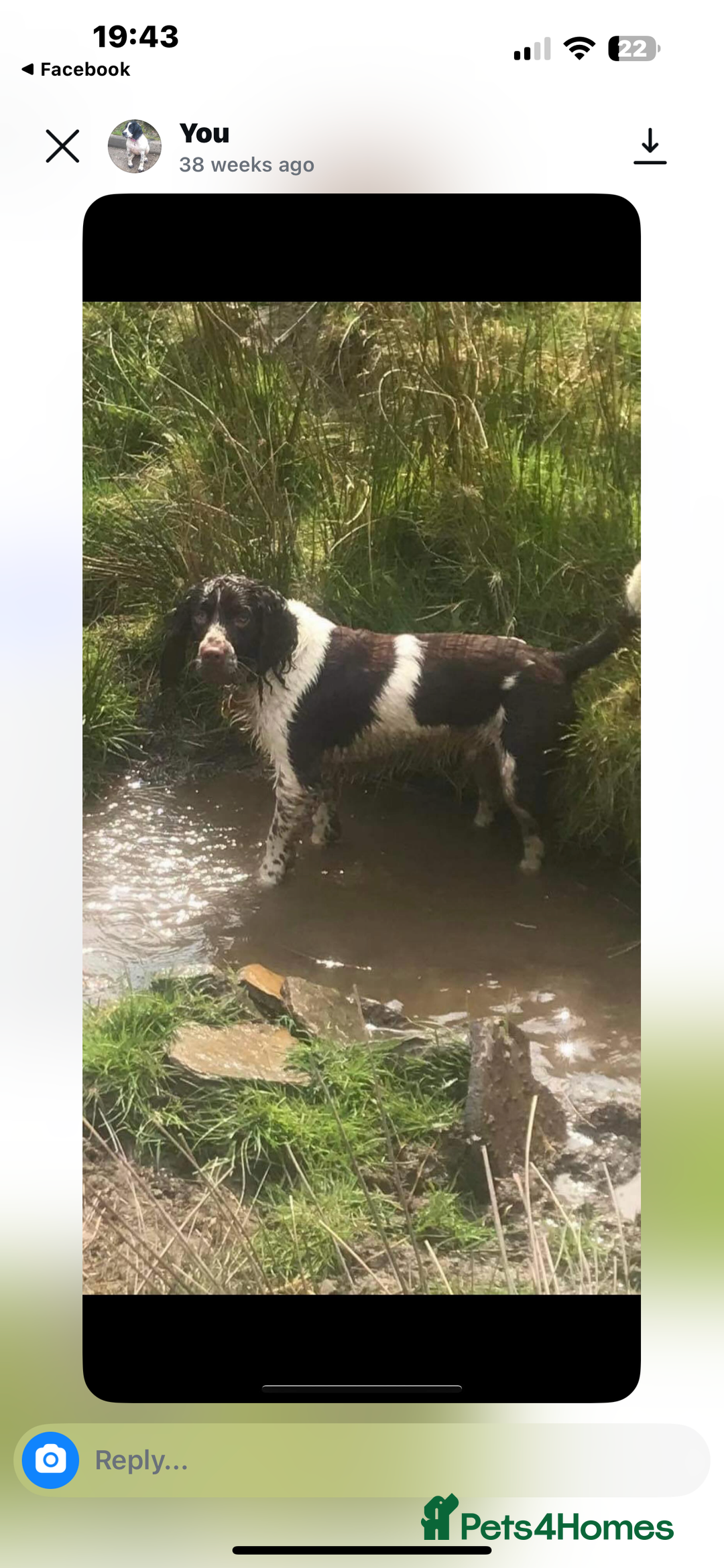 English Springer Spaniel dogs for sale: Kc reg health tested  - Image 15