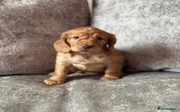 Cocker Spaniel dogs for sale: COCKER SPANIEL PUPPIES - Image 14