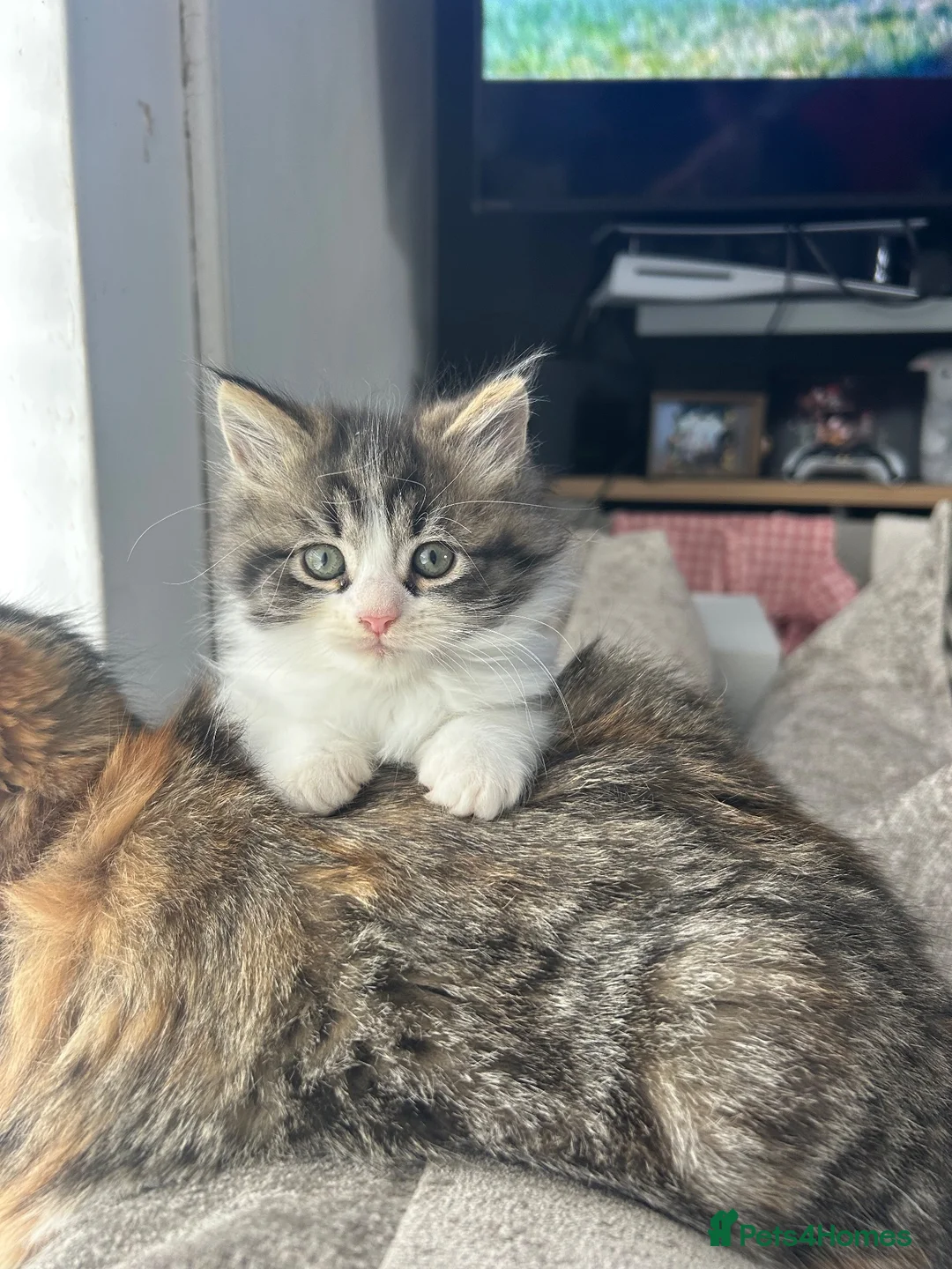 Mixed Breed cats for sale: Ready now! Fluffy little boy kitten  - Advert 2