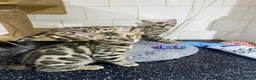 Bengal cats for sale: 🔥✨Pedigree TICA-Registered Bengals - Advert 23