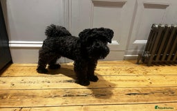 Miniature Schnauzer dogs for sale: Beautiful black puppies  - Image 3