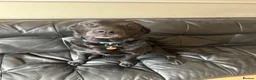 Labrador Retriever dogs for sale: Loving Labrador Looking for His Forever Home in London - Advert 3