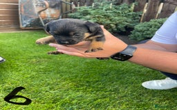 Border Terrier dogs for sale: Border Terrier Puppies  - Image 22