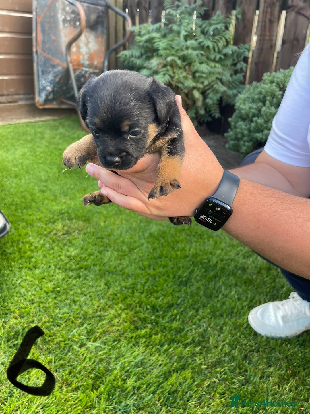 Border Terrier dogs for sale: Border Terrier Puppies  - Image 22