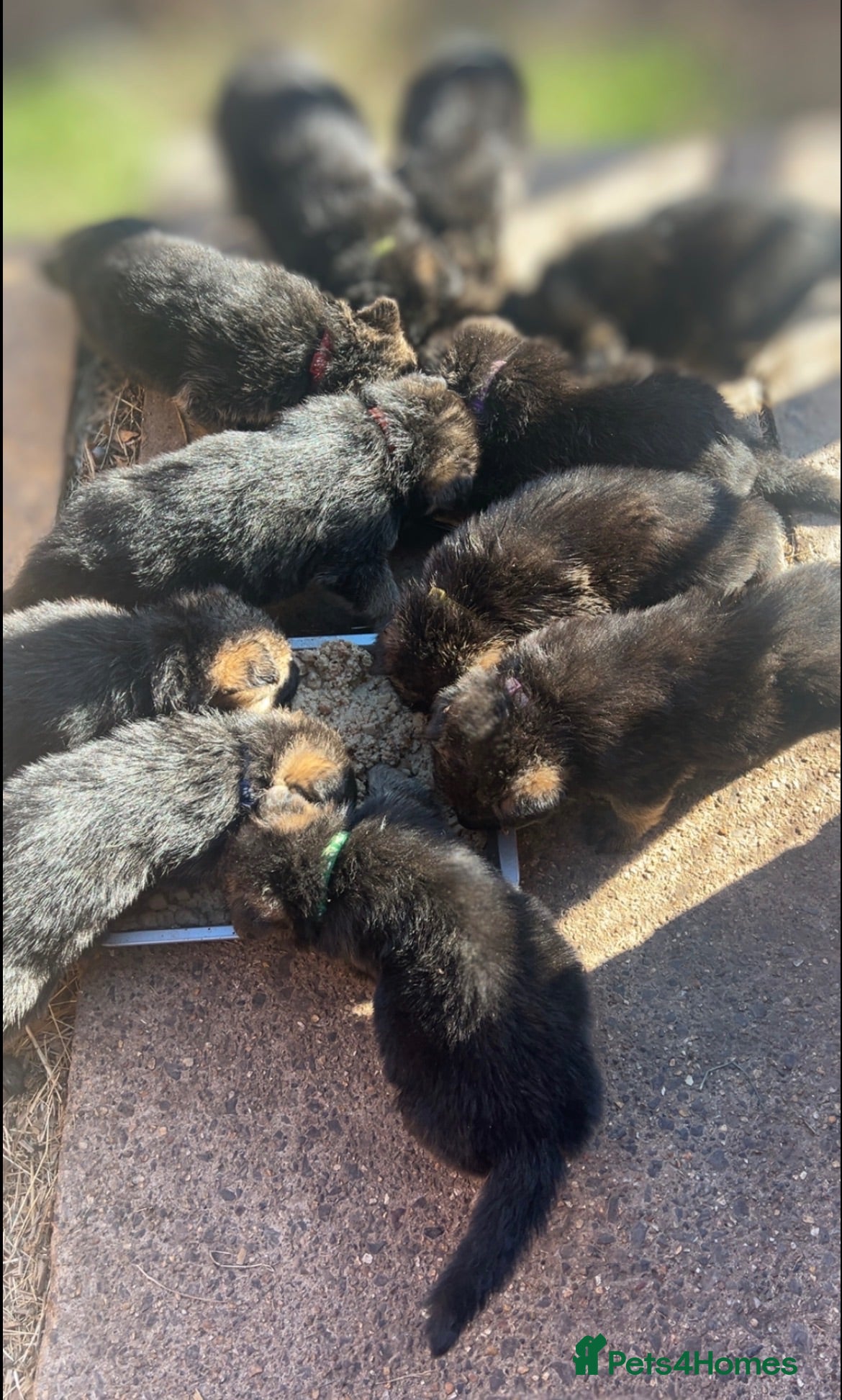 German Shepherd dogs working shepherd puppies - Advert 16
