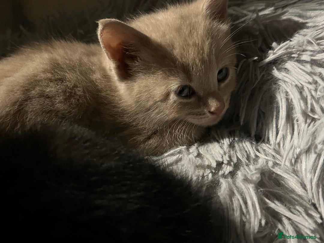 Domestic Shorthair cats for sale: Cute kittens in Dagenham - Image 13