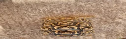 Tortoise reptiles for sale: Cb 2019 leopard tortoise - Advert 5