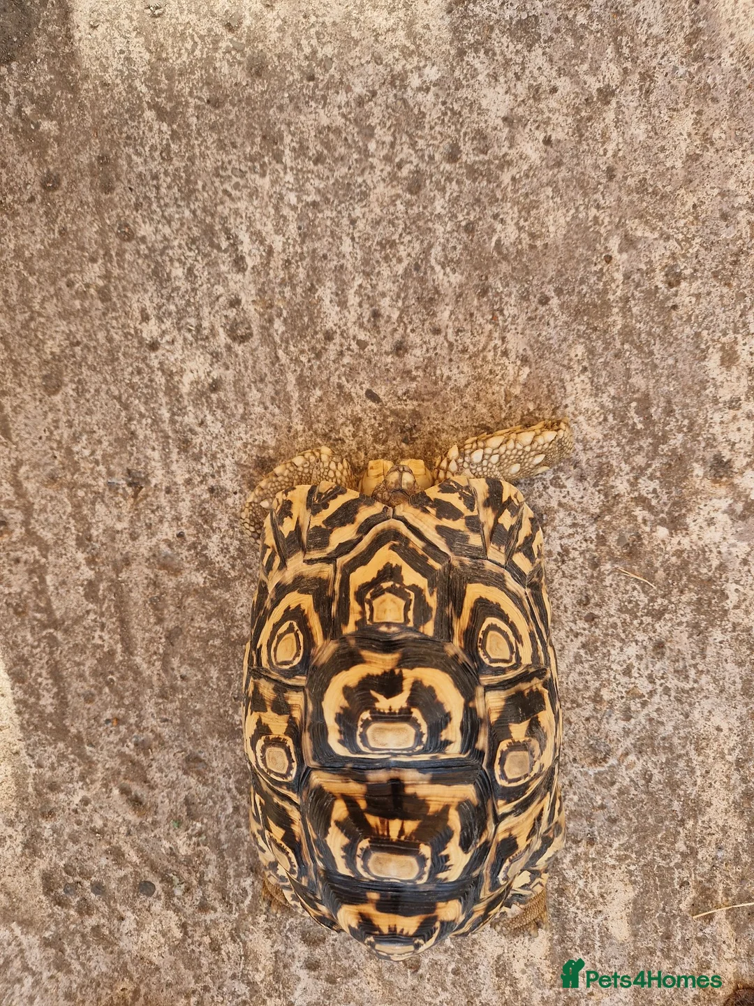 Tortoise reptiles for sale: Cb 2019 leopard tortoise - Advert 5