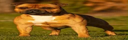 Staffordshire Bull Terrier dogs for sale: Three Red Girls - Advert 3