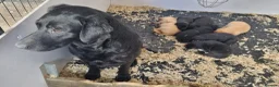 Labrador Retriever dogs for sale: Well bred KC registered lab pups - Advert 7
