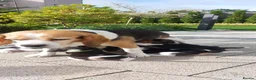 Beagle dogs for sale: Beautiful Beagle puppies  - Advert 4