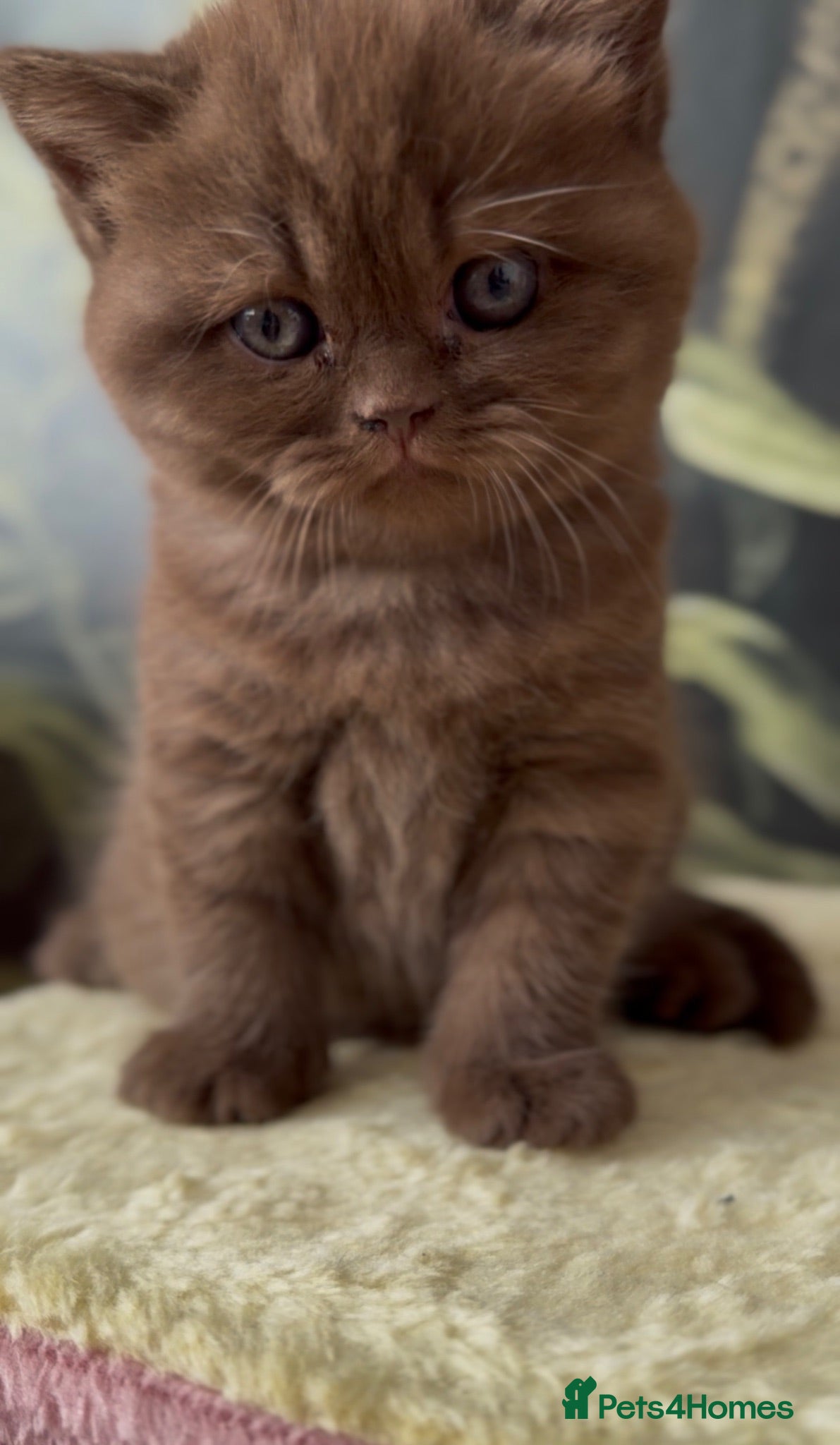 British Shorthair cats 🐾 GCCF 🤎 Kaya – beautiful Chocolate BSH - Advert 2