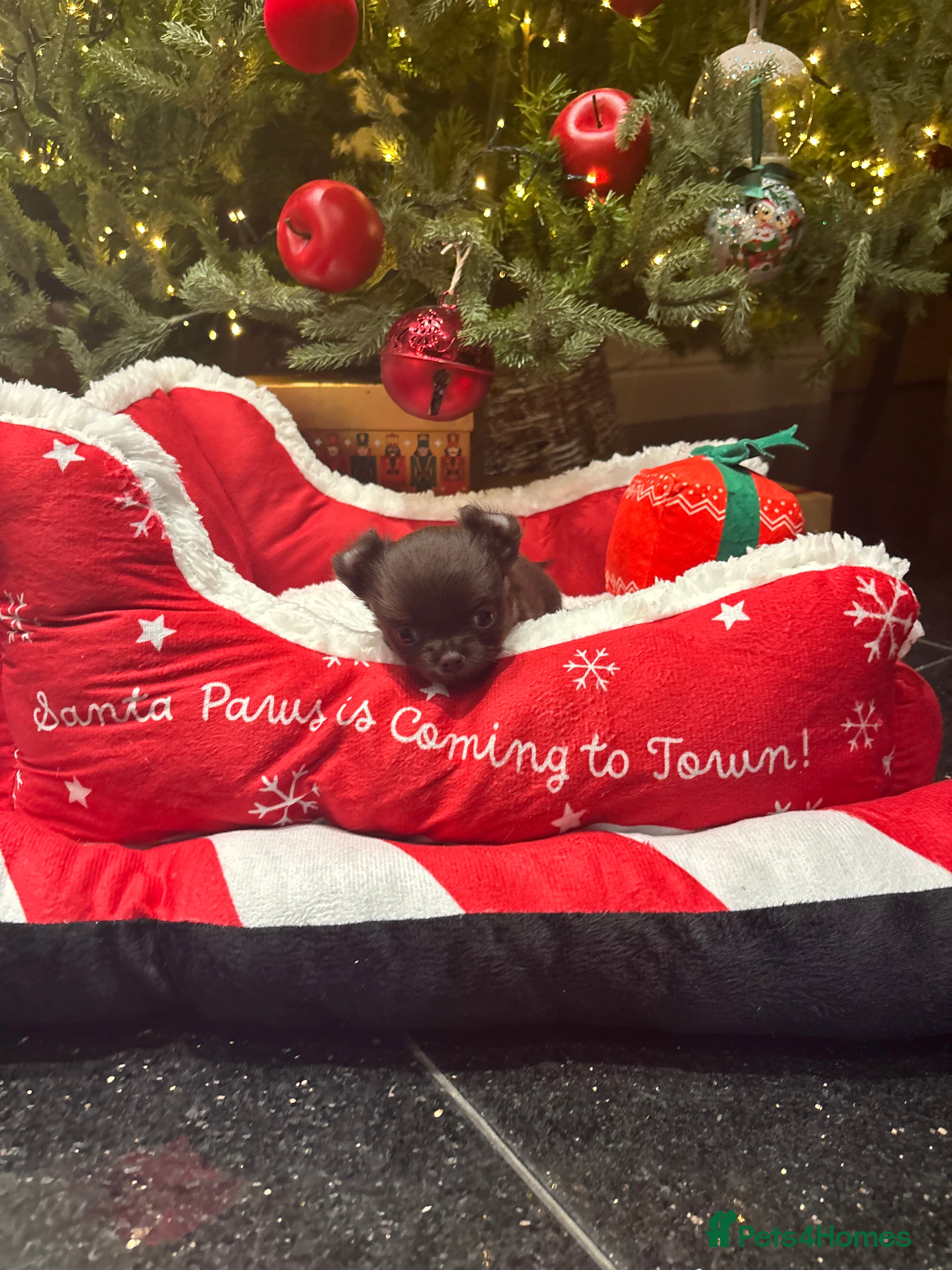 Chihuahua dogs Beautiful tiny kc reg boy available!  - Advert 1