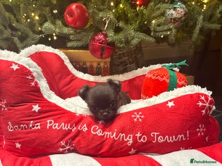 Chihuahua dogs Beautiful tiny kc reg boy available! - Advert 4