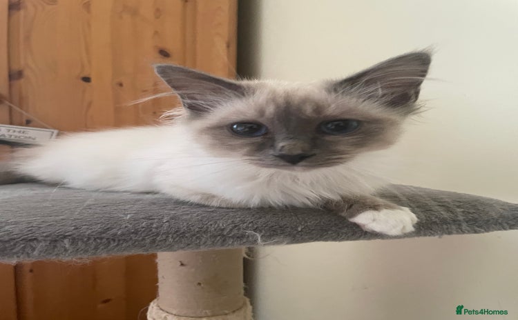 Birman cats - Advert 1