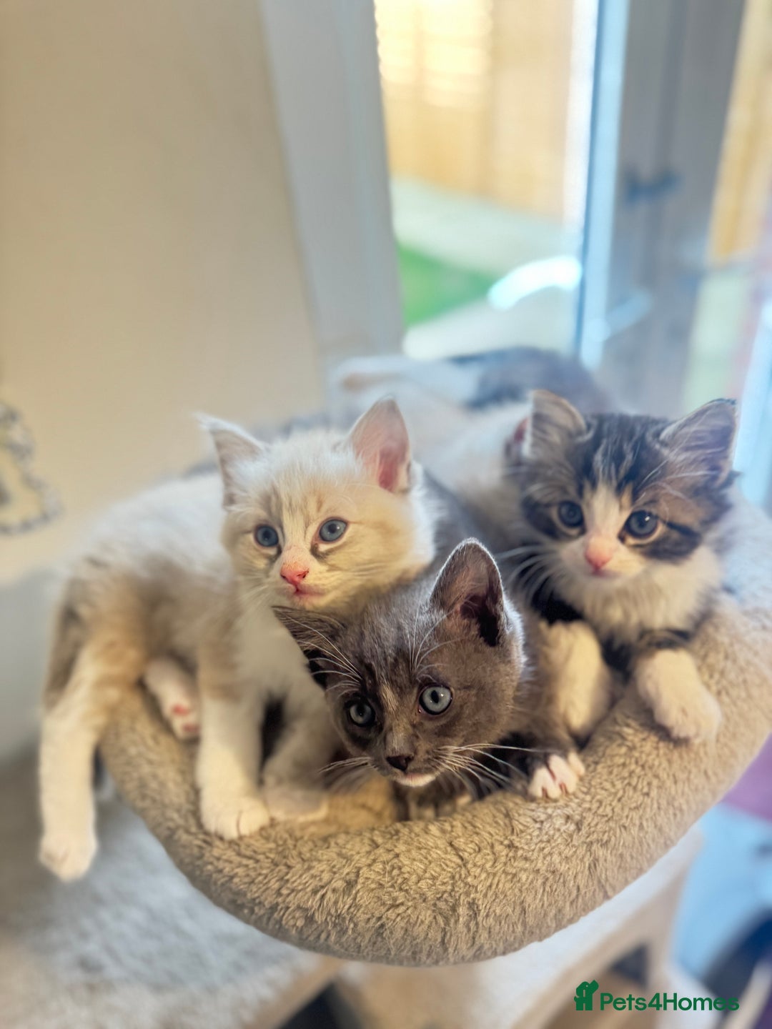 Ragdoll cats for sale: Beautiful Ragdoll Kittens - Advert 3