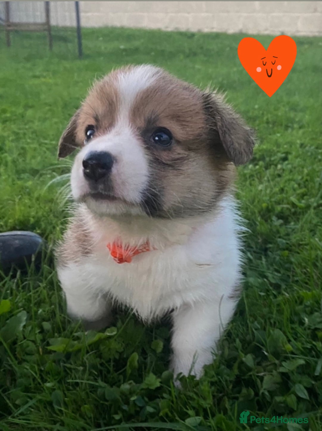 Welsh Corgi Pembroke dogs for sale: Champion Bloodline KC reg puppies - Image 9