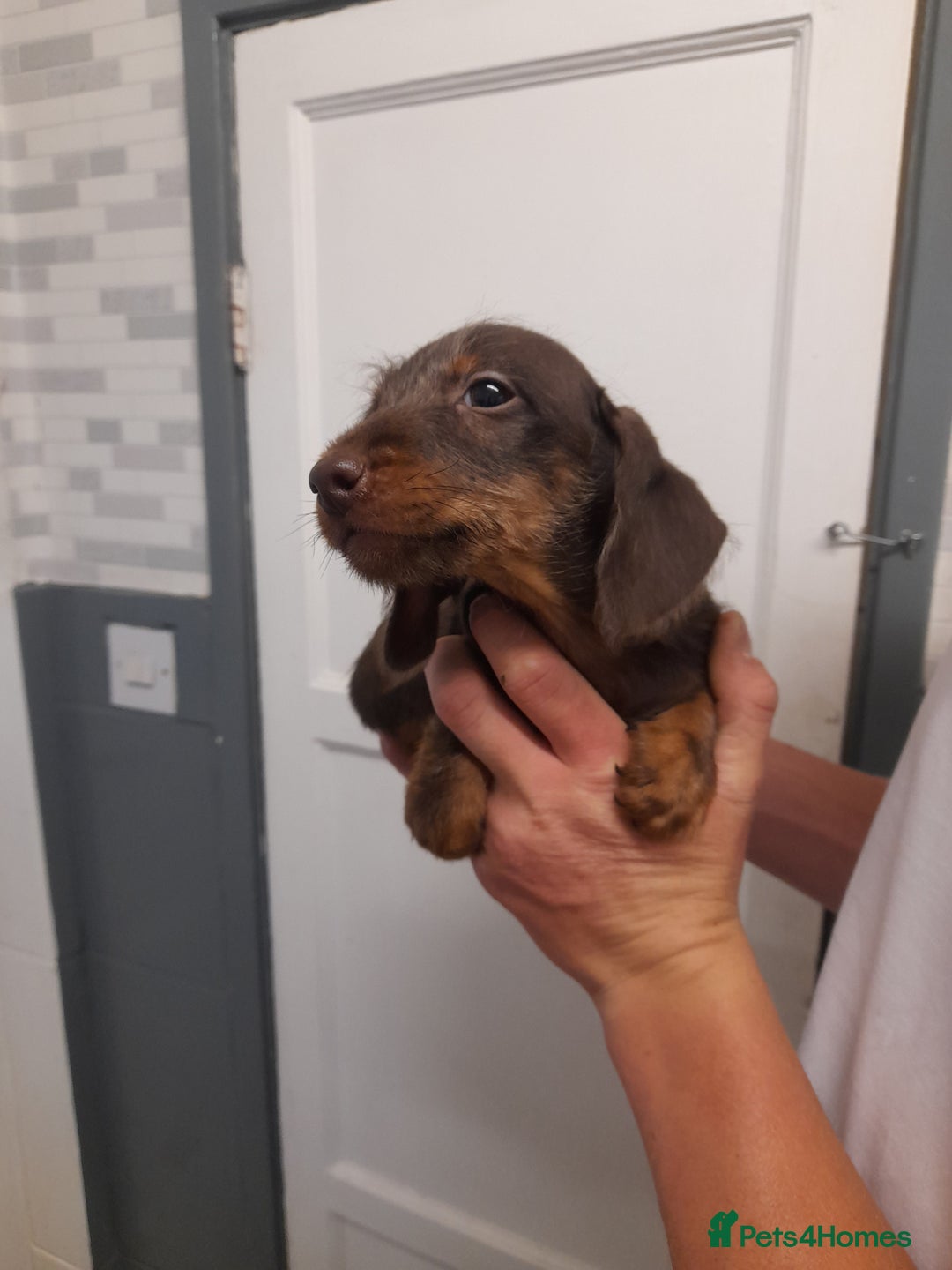 Miniature Dachshund dogs for sale: Miniture dashounds wire hair  - Image 21