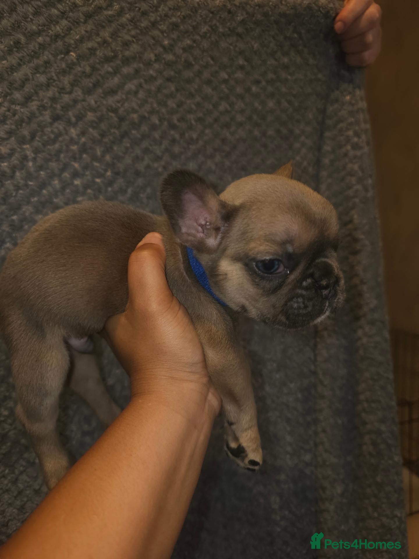 French Bulldog dogs for sale: Full French bulldog puppies  - Advert 1