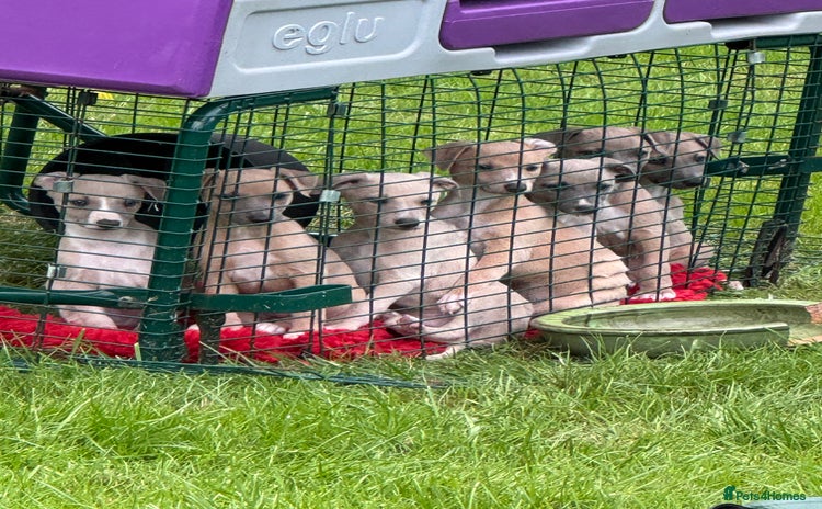 Whippet dogs - Advert 1