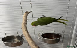 Ringnecks birds for sale: Indian Ringneck  - Image 3