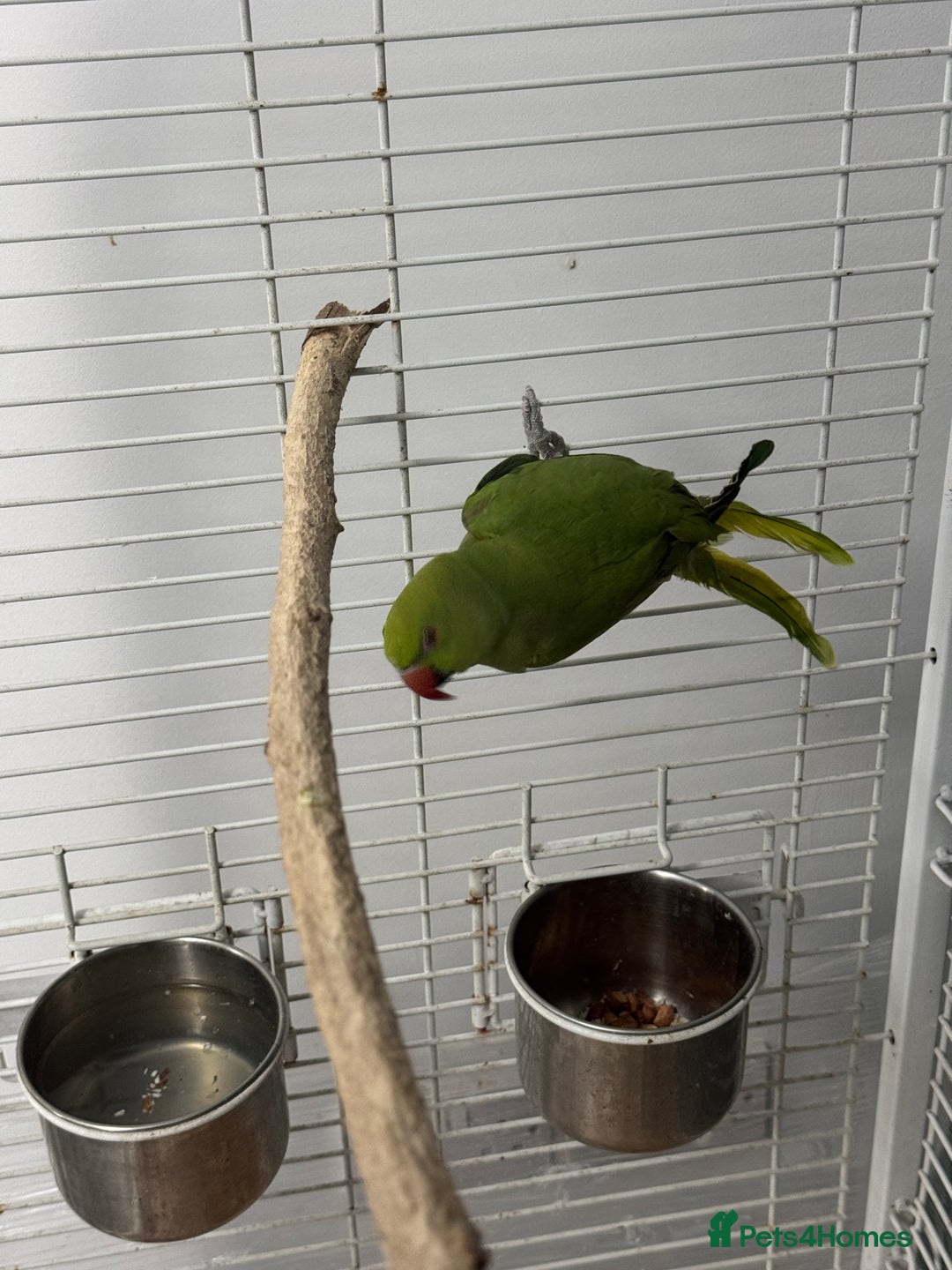 Ringnecks birds for sale: Indian Ringneck  - Image 3