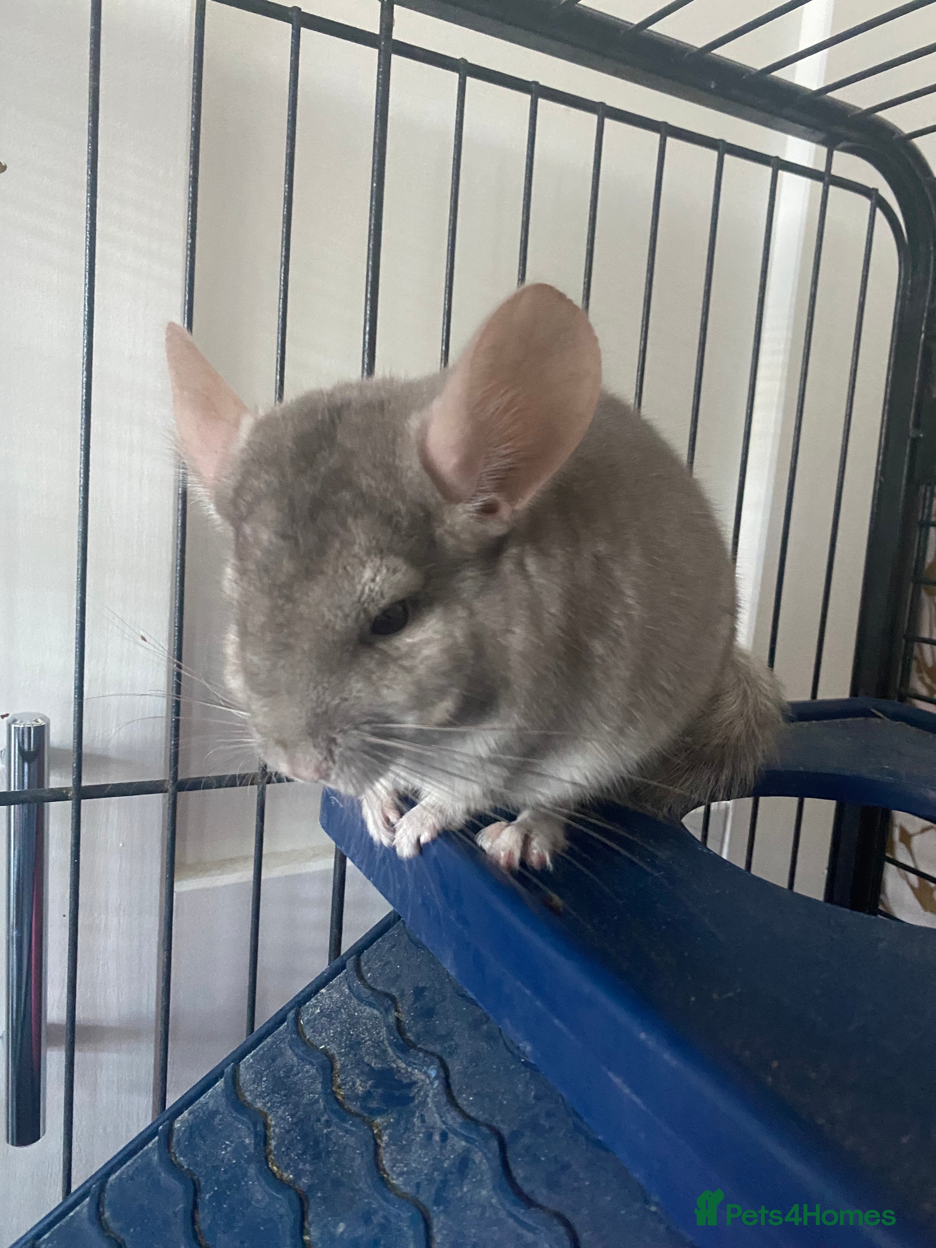 Chinchilla rodents Chinchilla for sale  - Advert 1