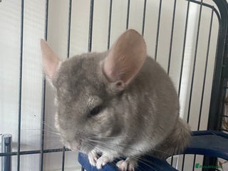 Chinchilla rodents Chinchilla for sale - Advert 1