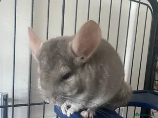 Chinchilla rodents Chinchilla for sale - Advert 1
