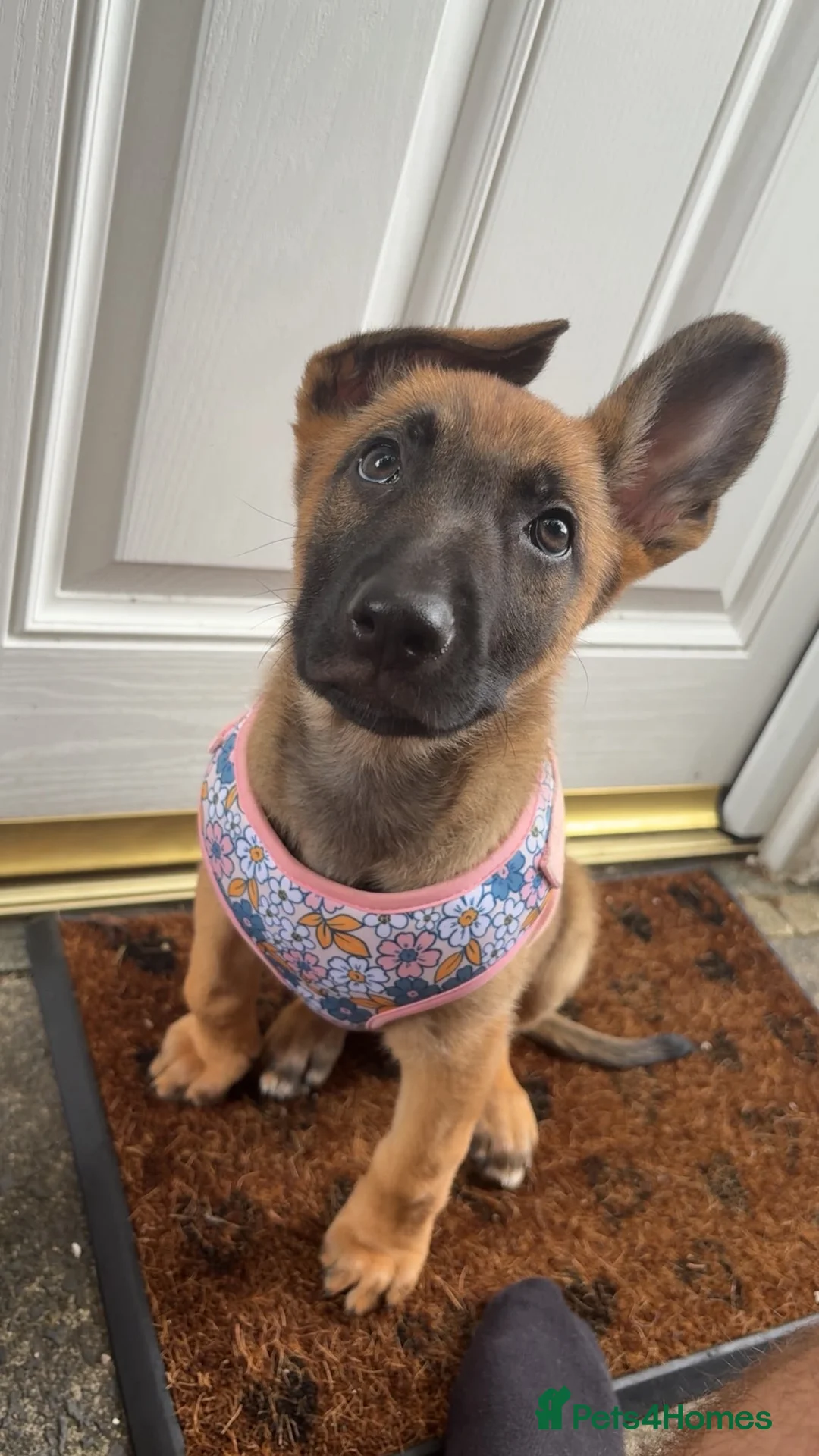 Belgian Shepherd Dog dogs for sale: Belgium shepherd  - Advert 2