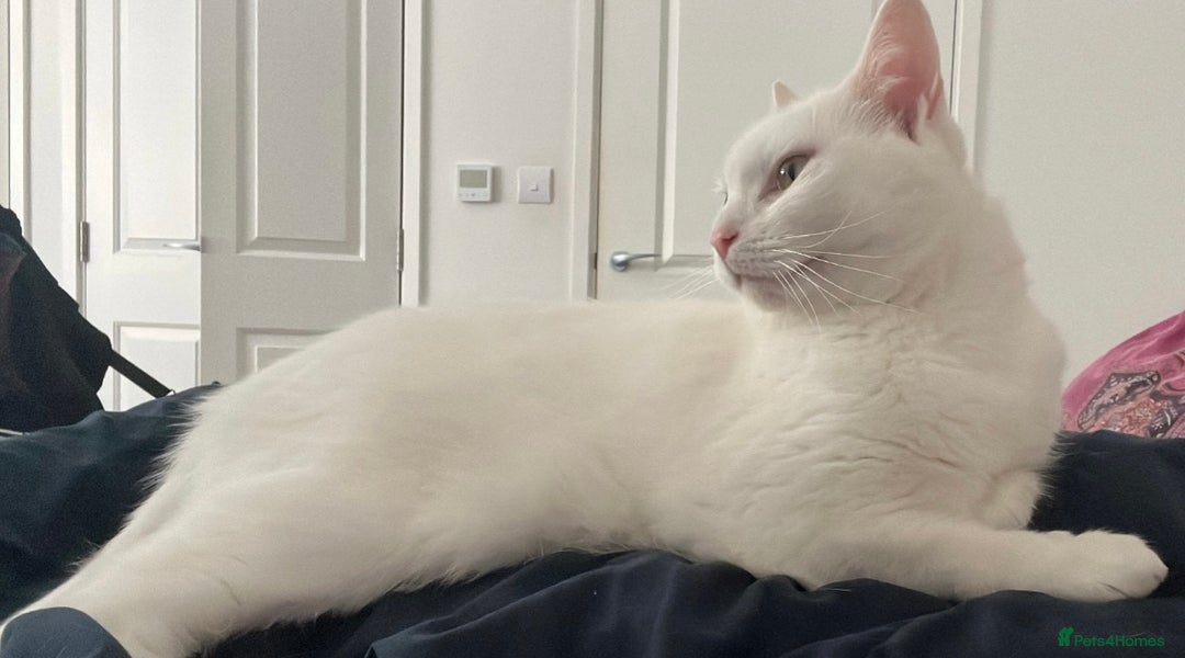 Domestic Shorthair cats for sale: Female cat looking for forever home  - Image 2
