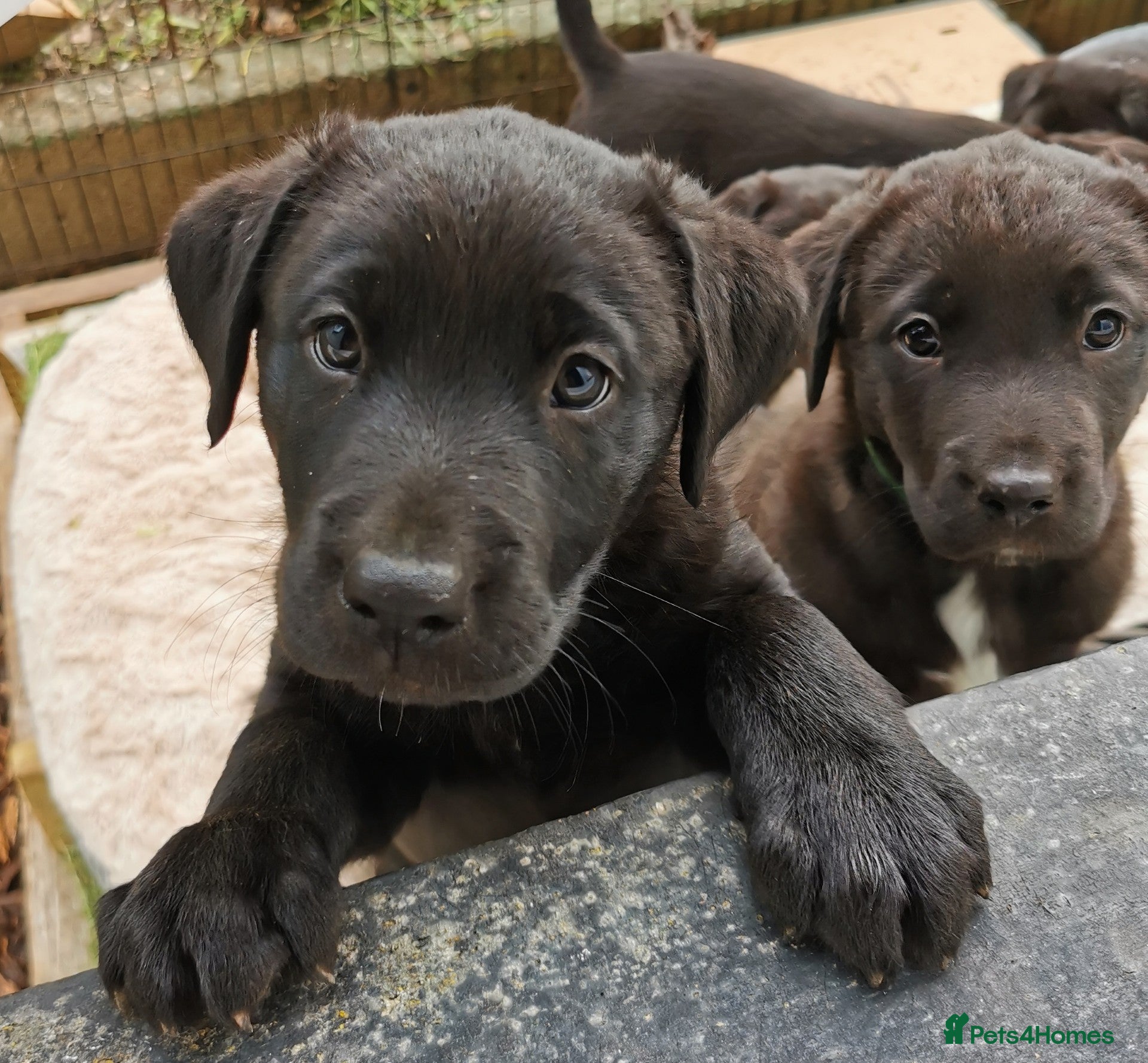 Borador dogs Adorable Lab x Collie pups - Advert 2