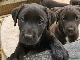 Borador dogs Adorable Lab x Collie pups - Advert 2
