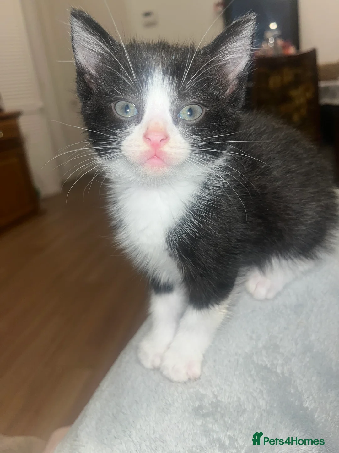 Mixed Breed cats for sale: Adorable Domestic long hair and short hair kittens - Advert 2