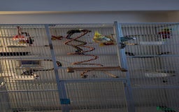 Cockatiels birds for sale: Cockatiel and budgie - Image 4