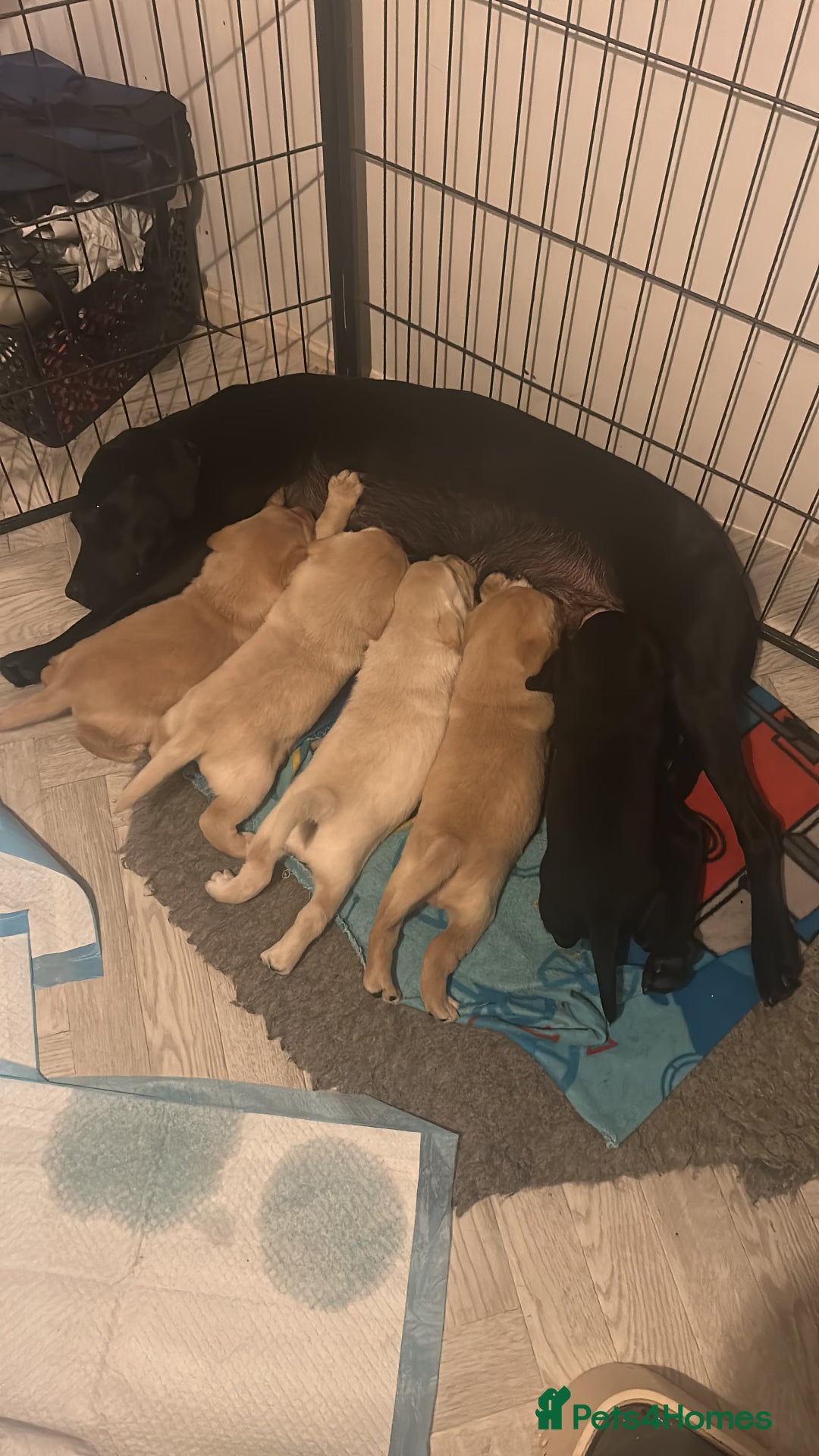 Labrador Retriever dogs for sale: KC registered Labrador boys for sale  - Advert 13