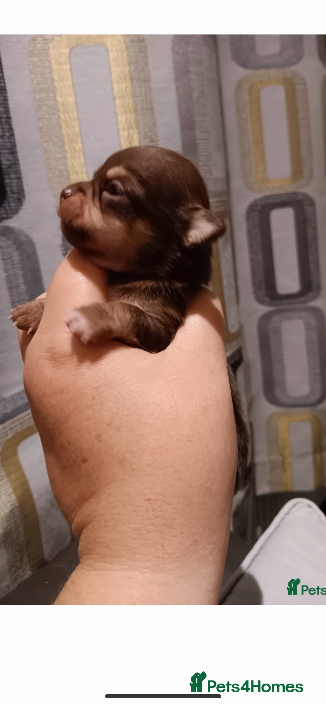 Chihuahua dogs for stud: Red chihuahua for stud in Chelmsford - Advert 4