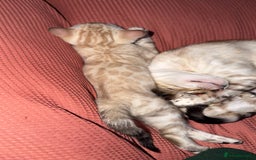 Bengal cats for sale: PURE BRED SNOW LYNX kittens 🐱 - Advert 15