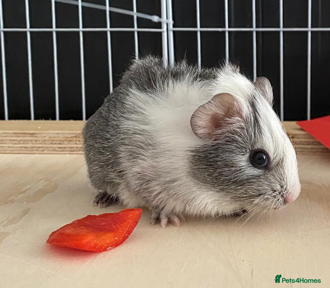 Guinea Pig rodents for sale: 3 Male Guinea Pigs - Image 6