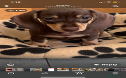 Dachshund dogs for sale: Minature Dachsund - Image 1