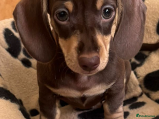 Dachshund dogs for sale - Advert 1