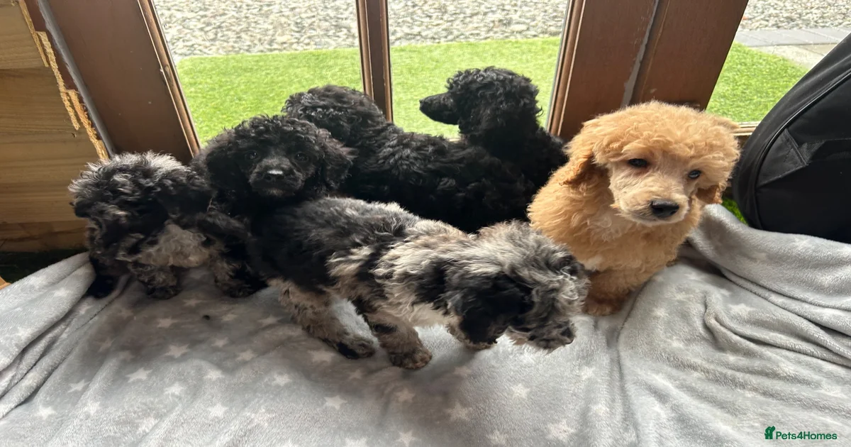Miniature Poodle Puppies for sale in Spalding, Lincolnshire | Pets4Homes