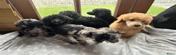 Miniature Poodle dogs for sale: Miniature poodle puppies ready to leave  - Advert 1