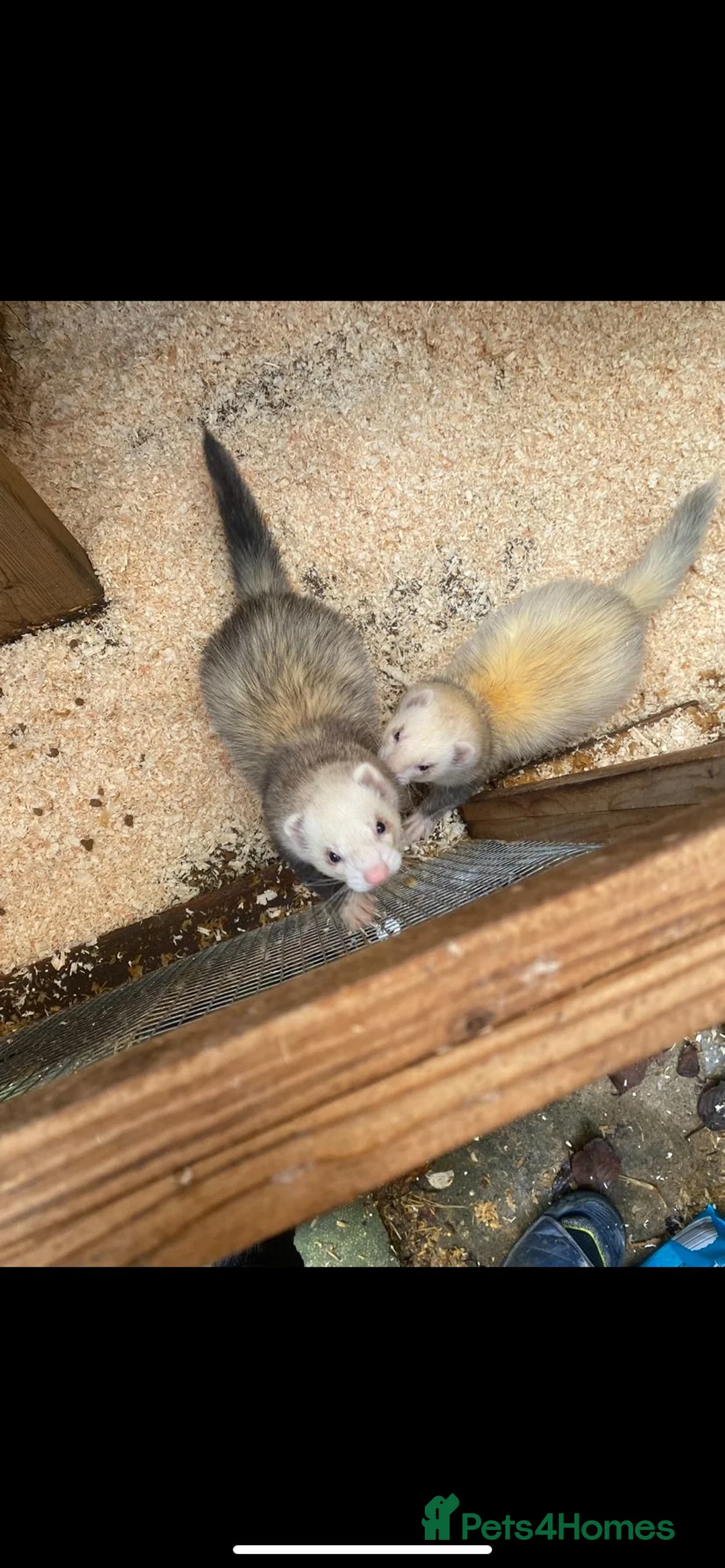 Ferret rodents for sale: Ferrets free to a good home in Gloucester - Advert 2
