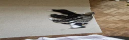 Mixed Breed cats for sale: 4 kitten  - Advert 18