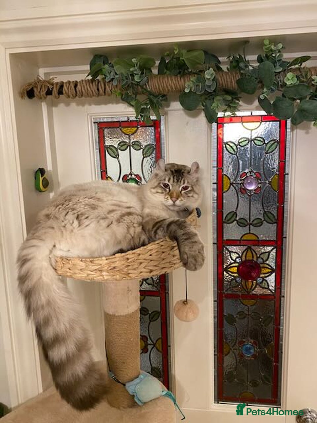 Keetso cats for sale: Stunning Blue-Eyed Keetso Cat for Sale - Advert 6