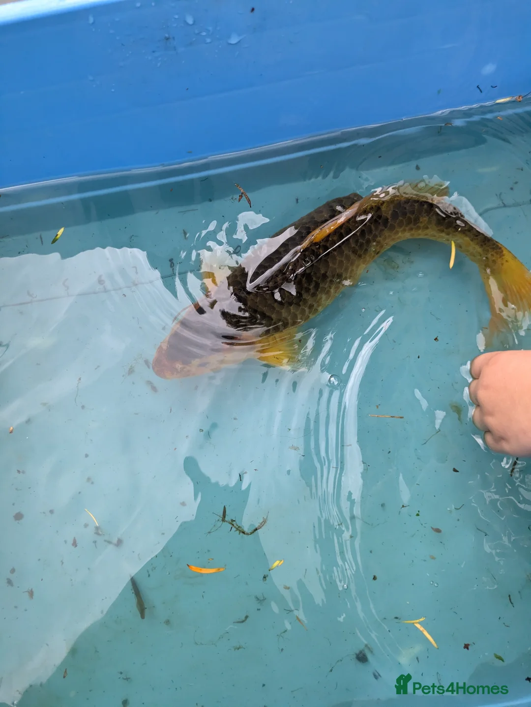 Koi Carp fish for sale: Koi carp close down pond  - Advert 7