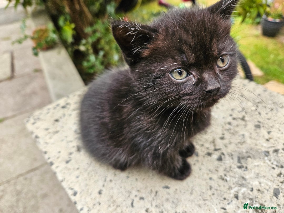 British Shorthair cats for sale: 4 lovely kittens - Image 25